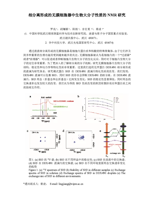 相分离形成的无膜细胞器中生物大分子性质的NMR研究